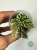 Begonia Snowcap Variegata