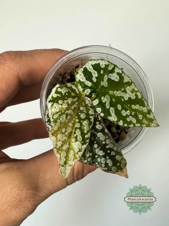 Begonia Snowcap Variegata