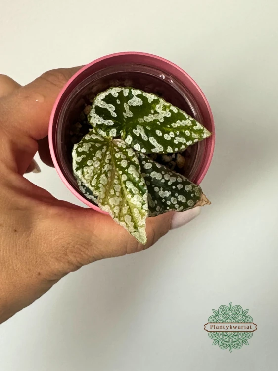 Begonia Snowcap Variegata