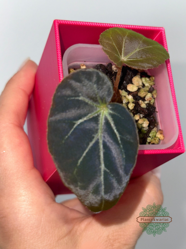 Begonia burkillii Dark Form