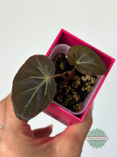 Begonia burkillii Dark Form