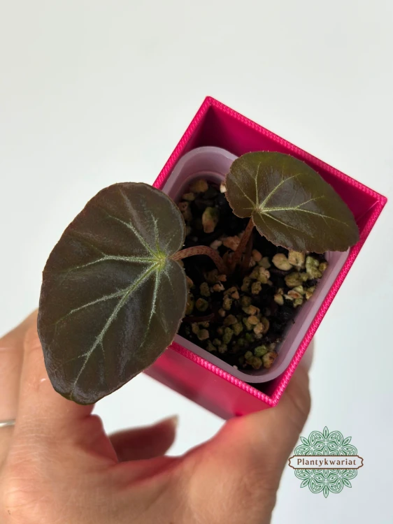 Begonia burkillii Dark Form