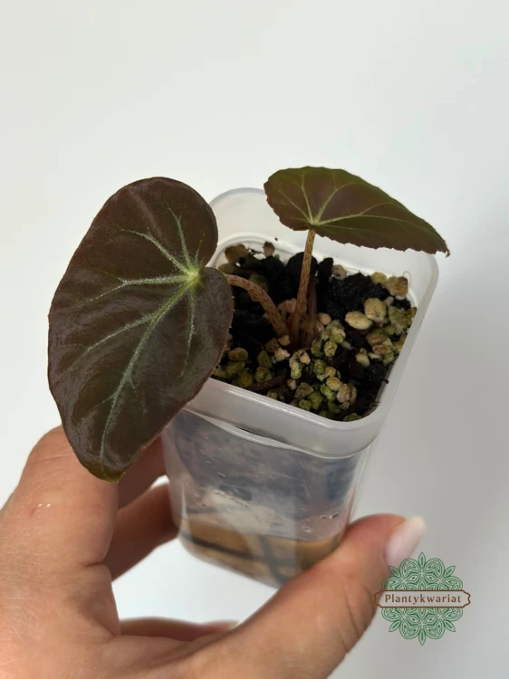 Begonia burkillii Dark Form