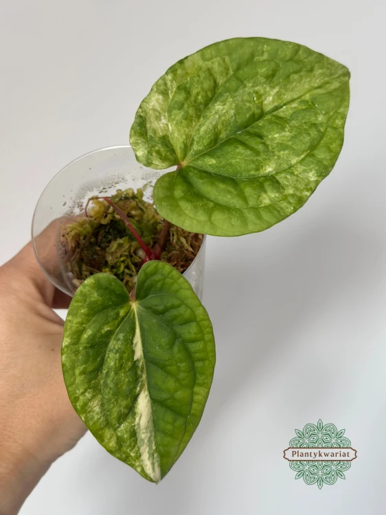 Anturium (Anthurium) Papillilaminum Var. × Luxurians