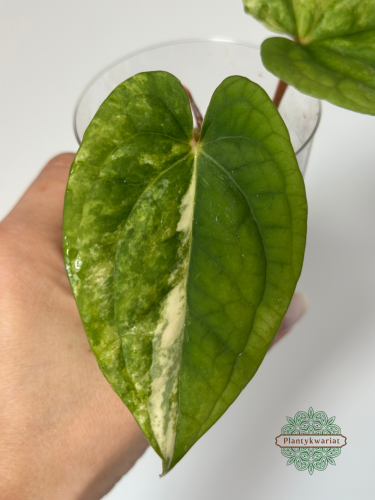 Anturium (Anthurium) Papillilaminum Var. × Luxurians