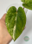 Anturium (Anthurium) Papillilaminum Var. × Luxurians