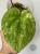 Anturium (Anthurium) Papillilaminum Var. × Luxurians