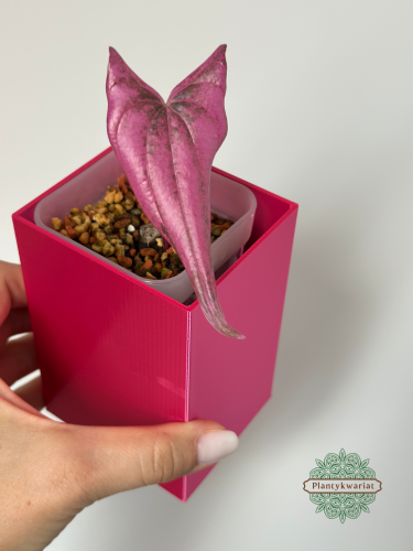 Dioscorea Pink Pixel (Dioscorea garrettii sp. Pixel)