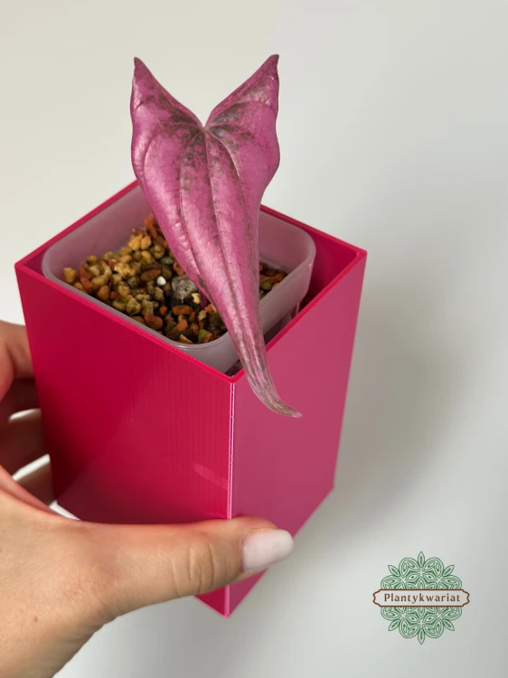 Dioscorea Pink Pixel (Dioscorea garrettii sp. Pixel)