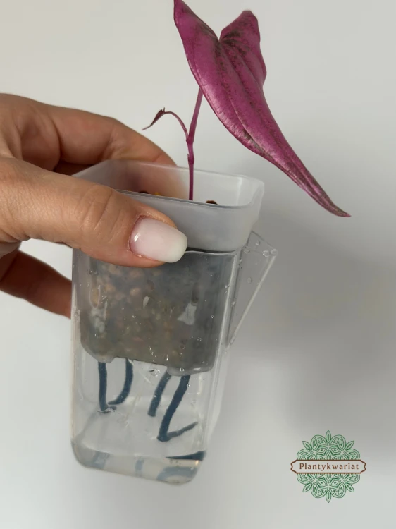 Dioscorea Pink Pixel (Dioscorea garrettii sp. Pixel)