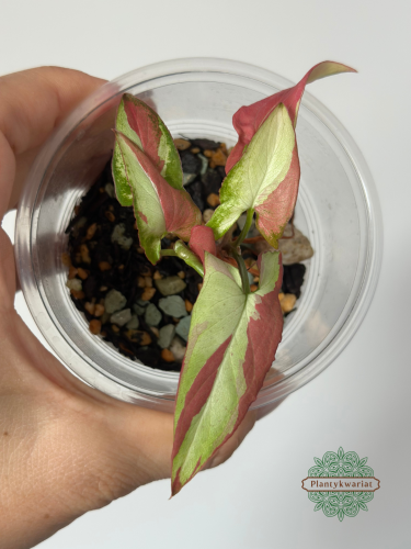 Syngonium Orm Nagpum Variegata