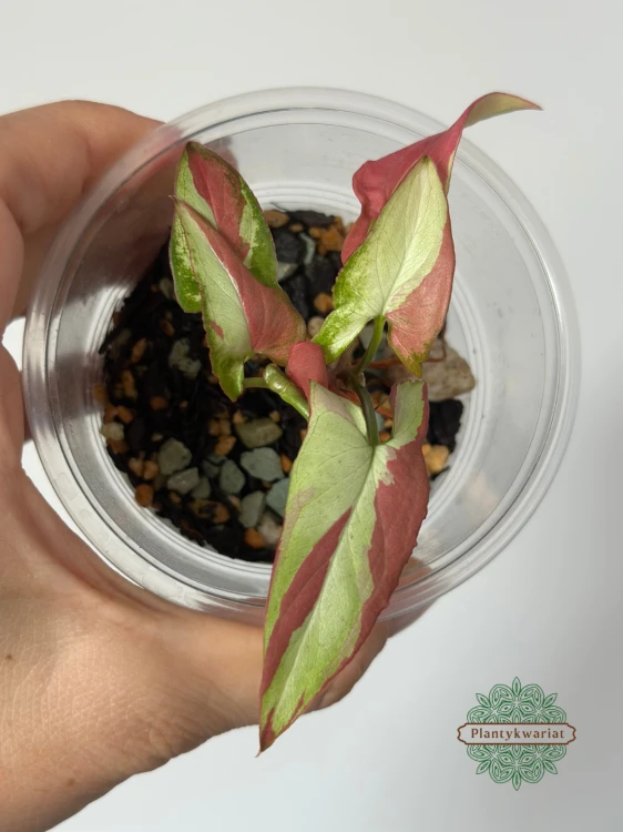 Syngonium Orm Nagpum Variegata