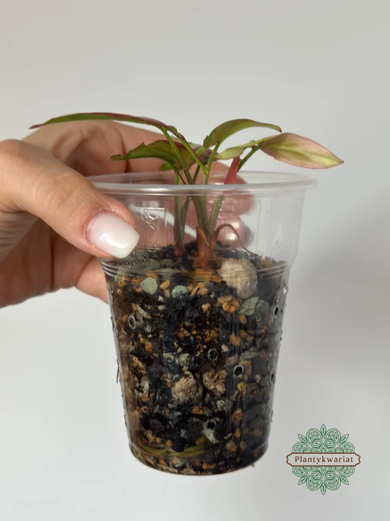 Syngonium Orm Nagpum Variegata