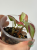 Syngonium Orm Nagpum Variegata