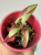 Syngonium Orm Nagpum Variegata