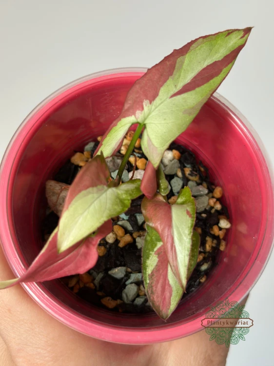 Syngonium Orm Nagpum Variegata