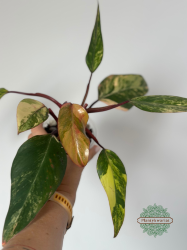 Filodendron (Philodendron) Strawberry Shake