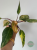 Filodendron (Philodendron) Strawberry Shake