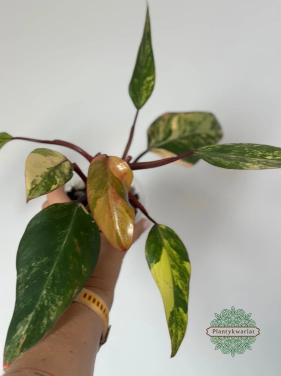 Filodendron (Philodendron) Strawberry Shake