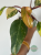 Filodendron (Philodendron) Strawberry Shake