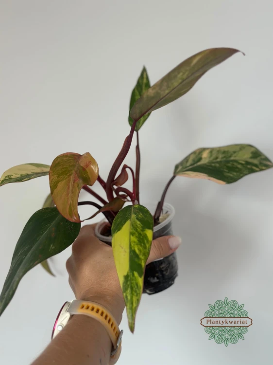 Filodendron (Philodendron) Strawberry Shake