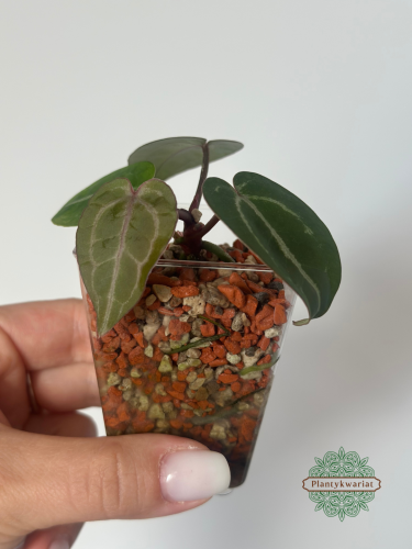 Anthurium Michelle × Self siewka