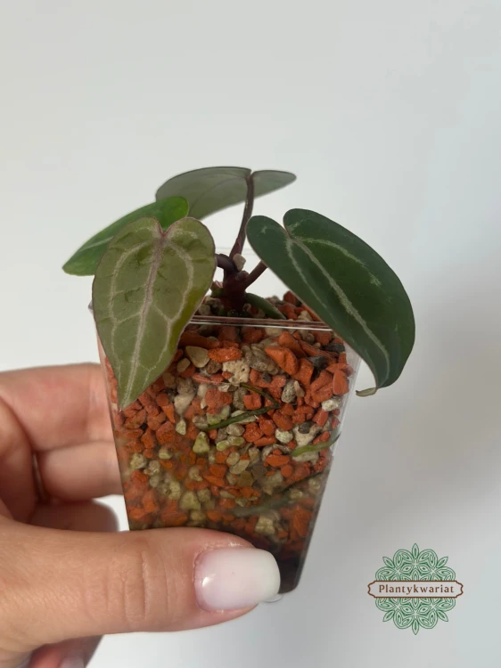 Anthurium Michelle × Self siewka
