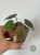 Anthurium Michelle × Self siewka