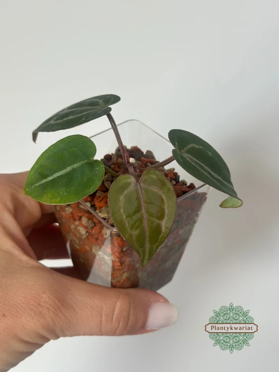 Anthurium Michelle × Self siewka
