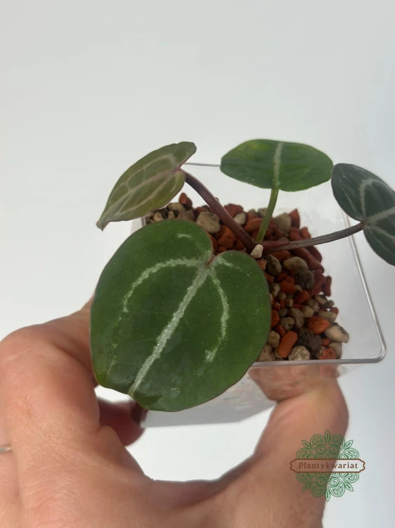 Anthurium Michelle × Self siewka