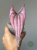 Dioscorea Pink Pixel (Dioscorea garrettii sp. Pixel)