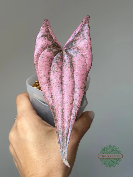 Dioscorea Pink Pixel (Dioscorea garrettii sp. Pixel)