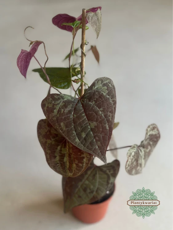 Dioscorea Discolor