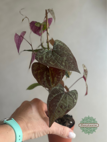 Dioscorea Discolor
