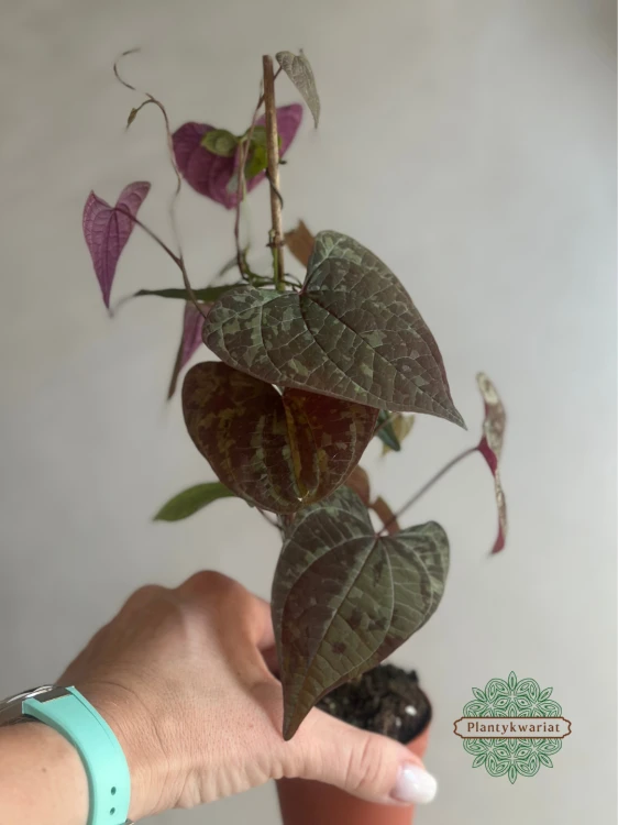 Dioscorea Discolor