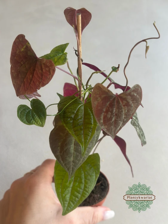 Dioscorea Discolor