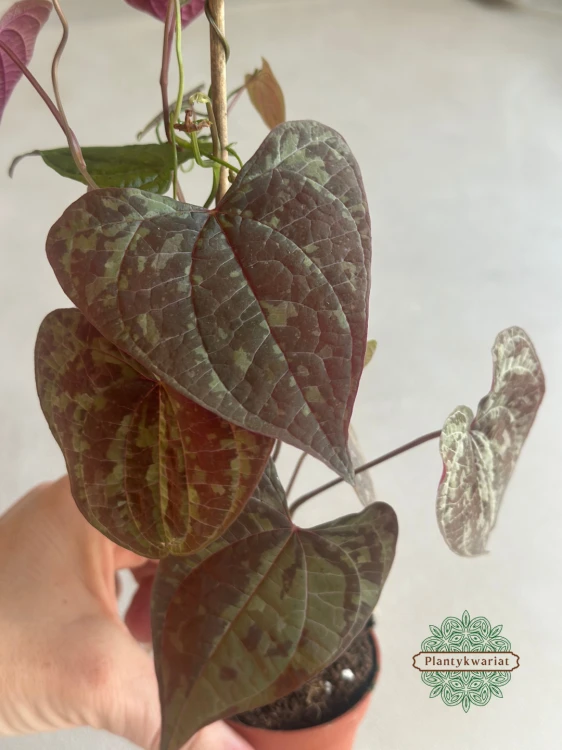 Dioscorea Discolor