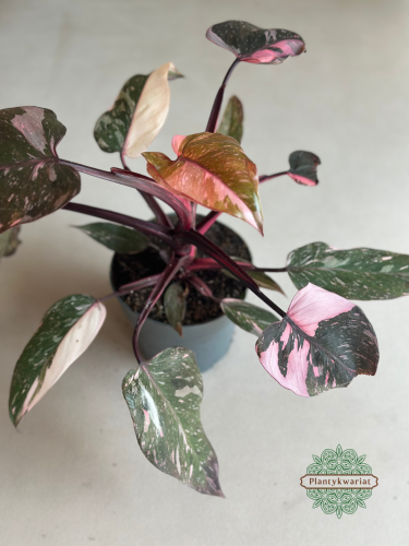 Filodendron (Philodendron) Pink Princess Marble Variegata