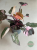 Filodendron (Philodendron) Pink Princess Marble Variegata
