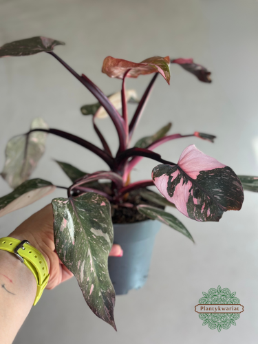 Filodendron (Philodendron) Pink Princess Marble Variegata