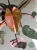 Filodendron (Philodendron) Pink Princess Marble Variegata