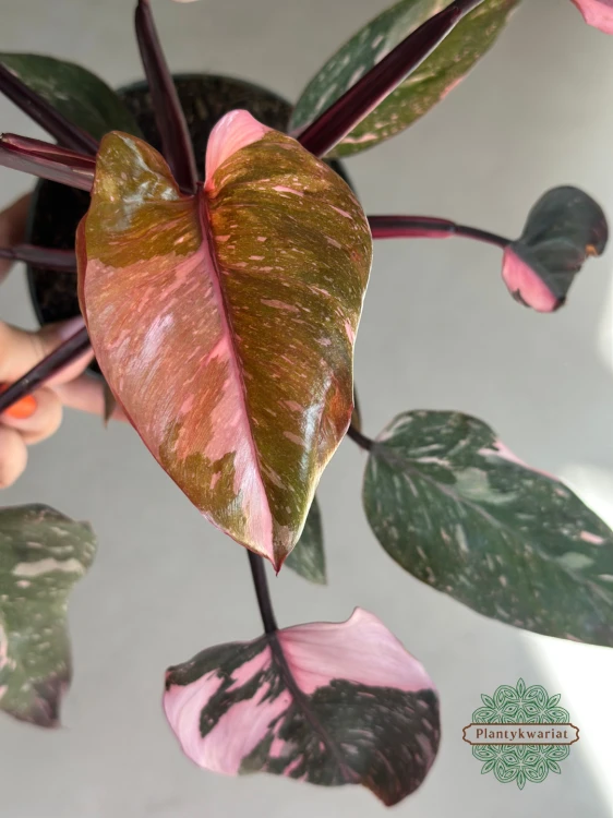 Filodendron (Philodendron) Pink Princess Marble Variegata