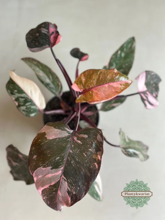 Filodendron (Philodendron) Pink Princess Marble Variegata