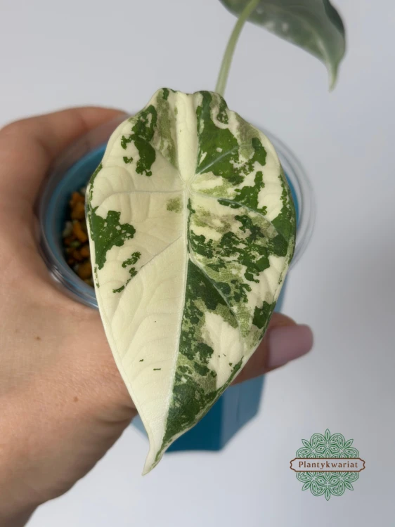Alokazja (Alocasia) Maharani Albo Variegata