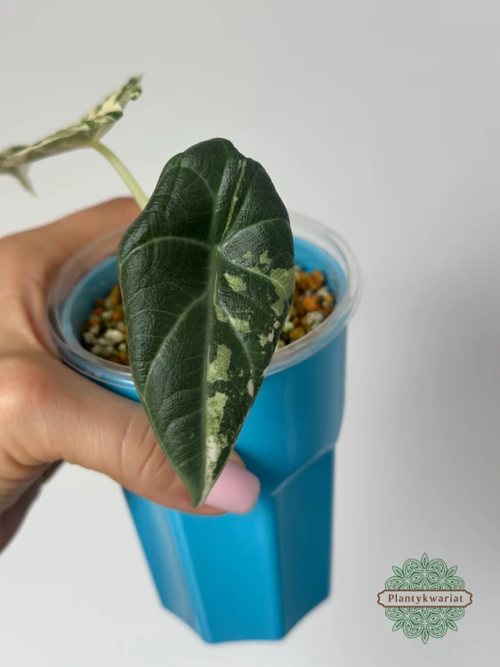 Alokazja (Alocasia) Maharani Albo Variegata