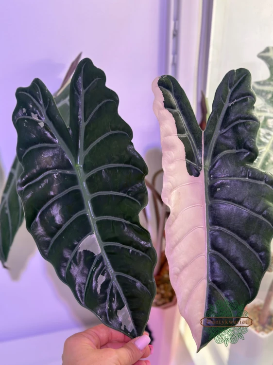 Alokazja (Alocasia) Chantrieri Pink Variegata