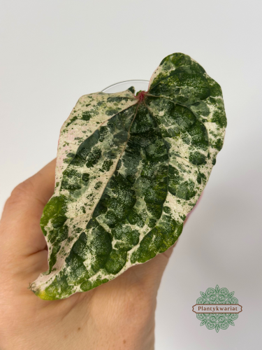 Pieprz (Piper) Silvaticum Variegata