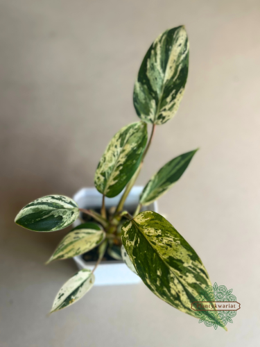 Philodendron Emerald Queen Variegata