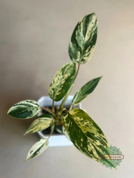 Philodendron Emerald Queen Variegata