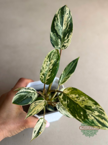 Filodendron Emerald Queen